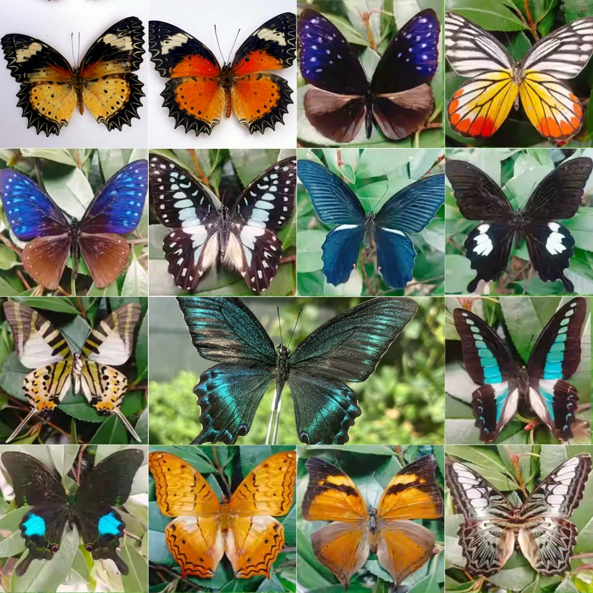 2150 Wholesale Butterfly Decor - огляд і ціна Art Craft Mirror